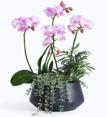 蝴蝶蘭葉子裂開原因解析與科學養護指南